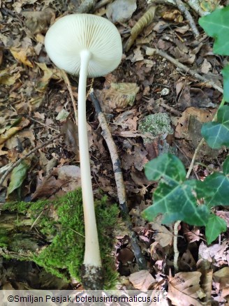 Xerula radicata