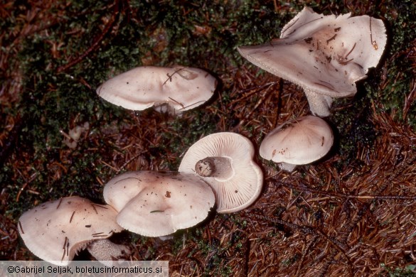 Hygrophorus persicolor