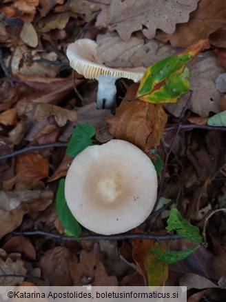 Russula veternosa