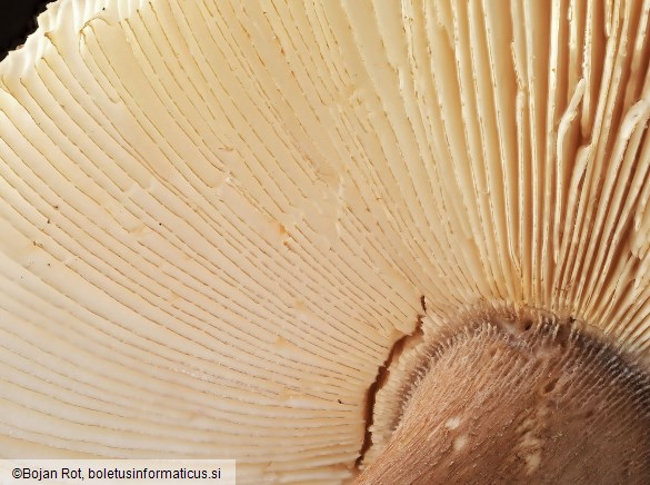 Amanita umbrinolutea