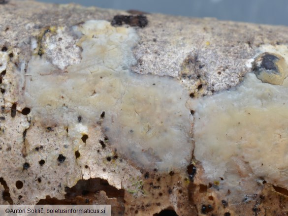 Radulomyces confluens