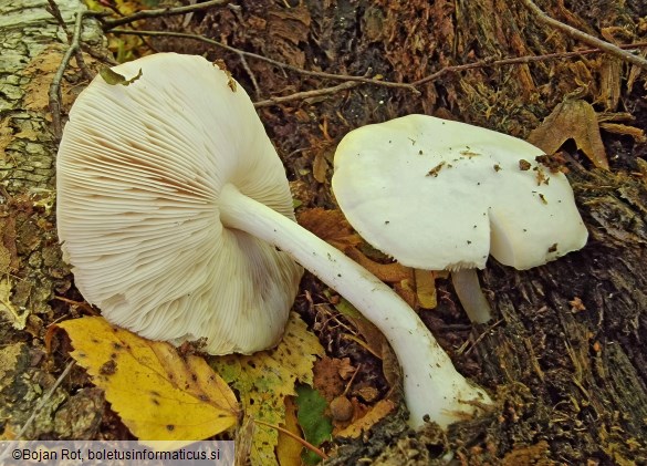 Pluteus pellitus