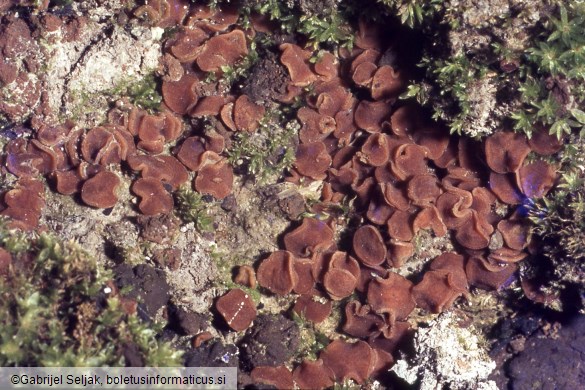 Sphaerosporella brunnea