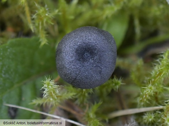 Entoloma chalybeum