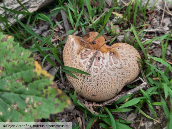 Scleroderma citrinum