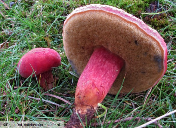 Rheubarbariboletus armeniacus