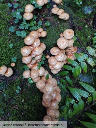 Kuehneromyces mutabilis