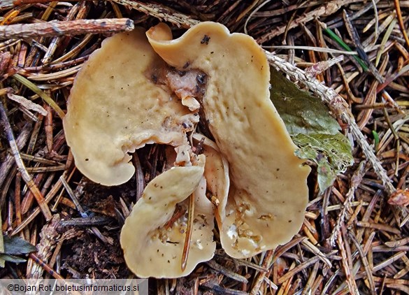 Otidea concinna