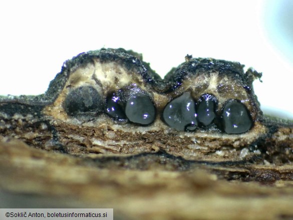 Diatrypella quercina