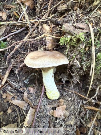 Gomphidius glutinosus