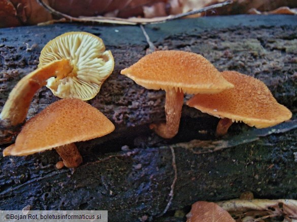 Flammulaster limulatus