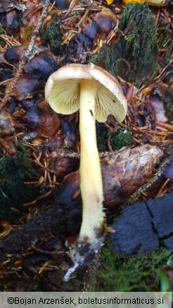 Gymnopus peronatus