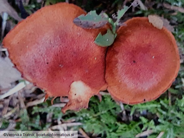 Cortinarius cinnabarinus