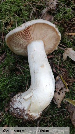 Entoloma sinuatum