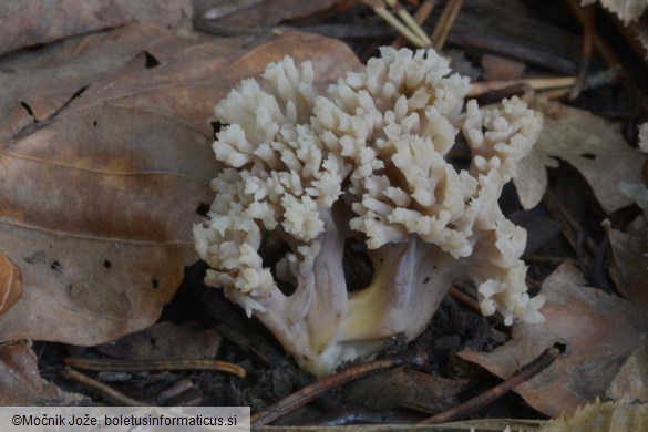 Clavulina cinerea