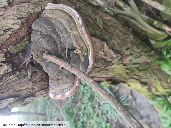 Phellinus igniarius