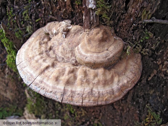 Ganoderma applanatum