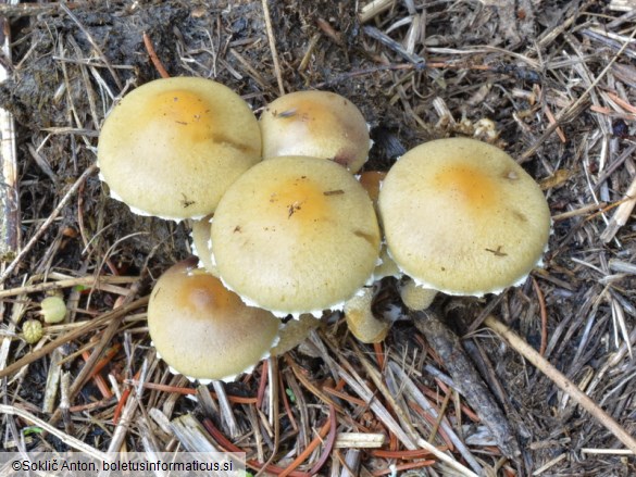 Deconica merdaria