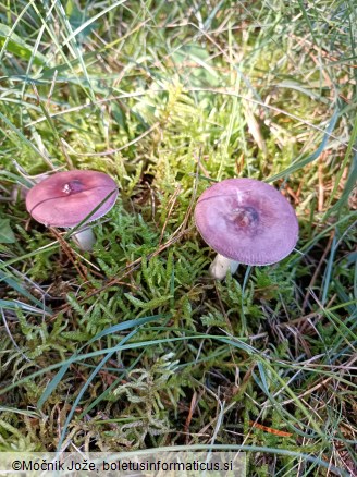 Russula caerulea