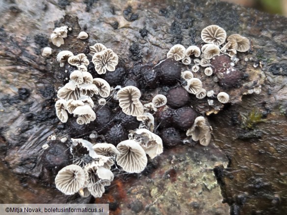 Resupinatus europaeus