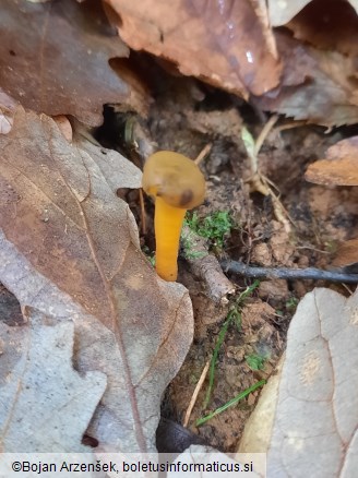 Leotia lubrica