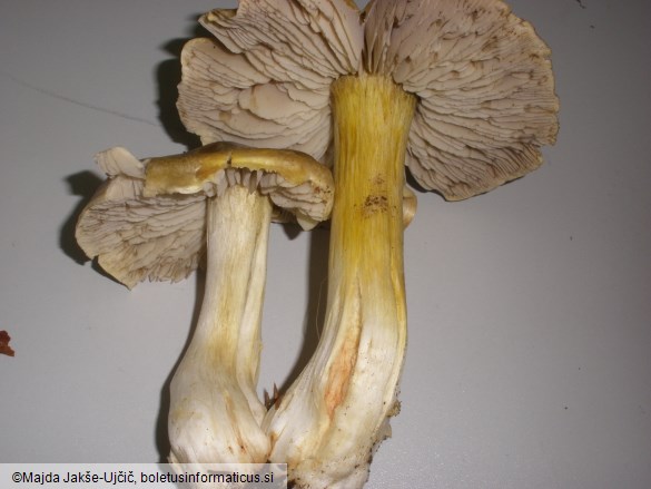 Tricholoma luridum