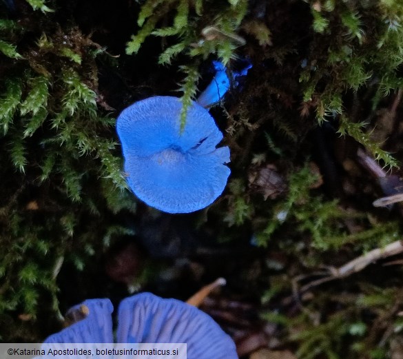 Entoloma undatum