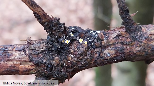 Lachnellula resinaria