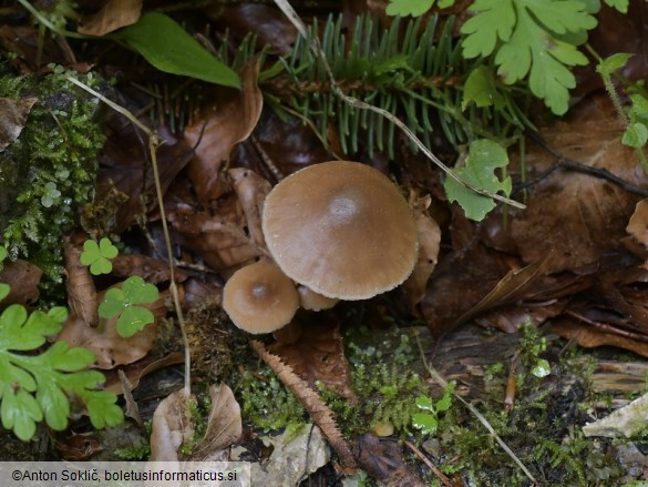 Kuehneromyces lignicola