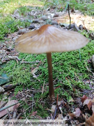 Hymenopellis radicata