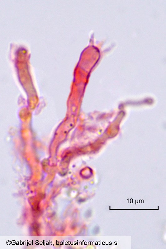 Gloeocystidiellum clavuligerum