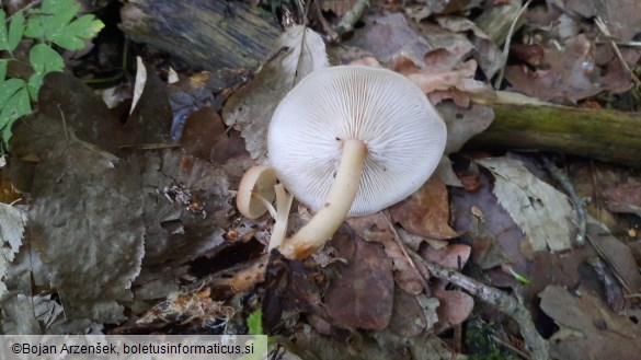 Rhodocollybia butyracea