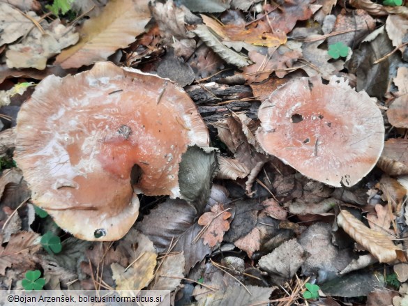Cortinarius praestans