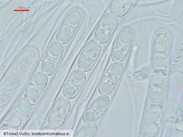 Acrocordia gemmata
