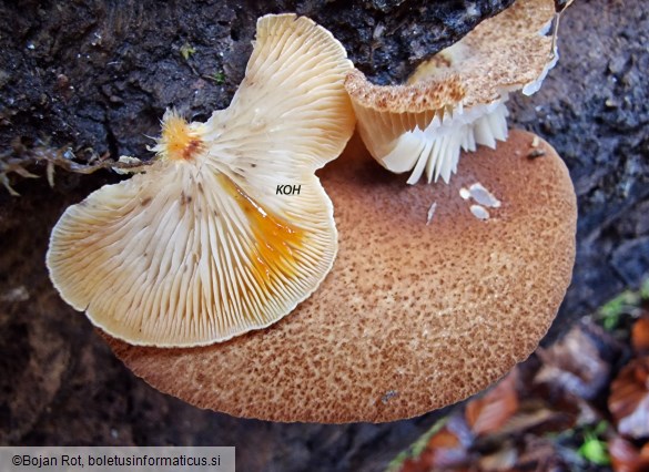 Crepidotus crocophyllus