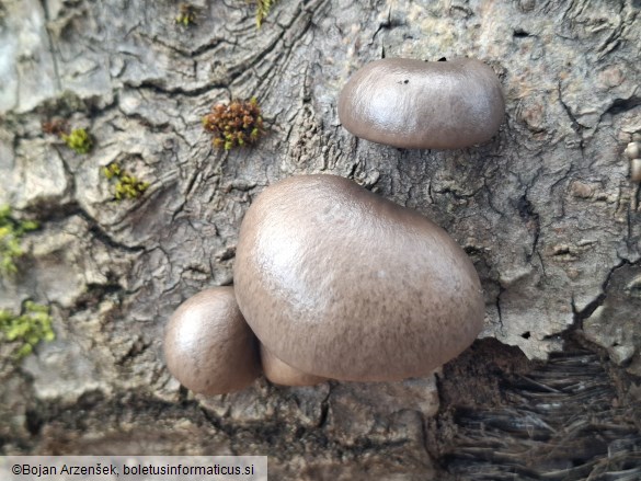 Pleurotus calyptratus