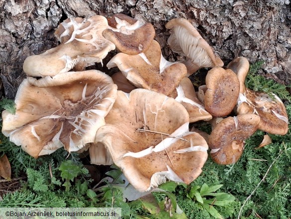 Armillaria mellea