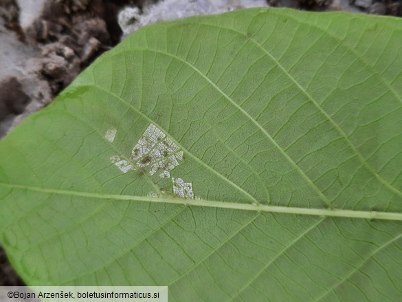 Pseudomicrostroma juglandis
