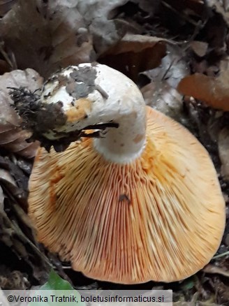 Lactarius deliciosus