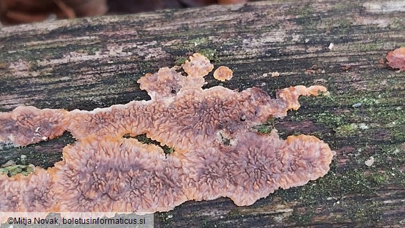 Phlebia radiata