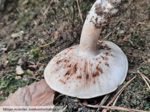 Tricholoma acerbum