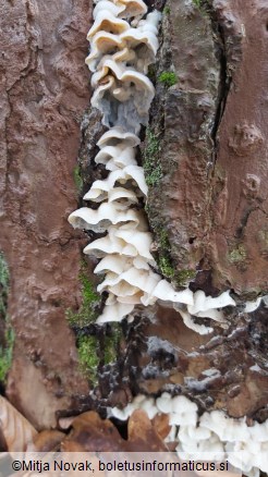 Skeletocutis amorpha