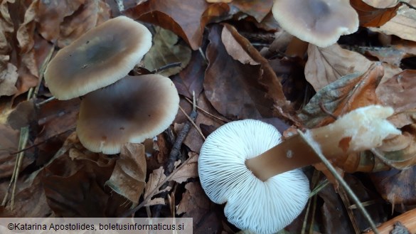 Rhodocollybia butyracea f. asema