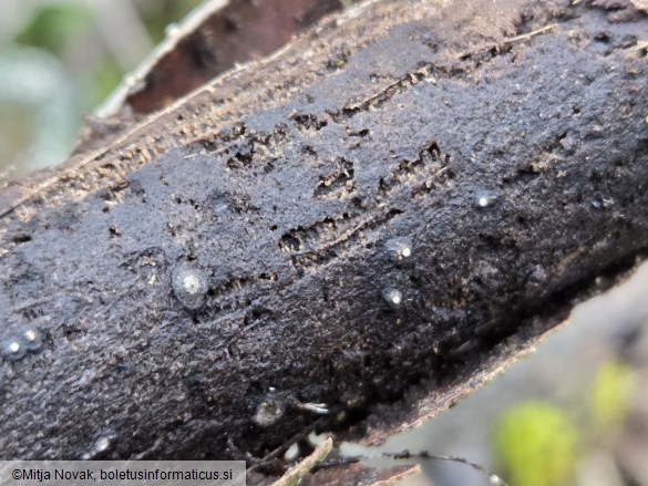 Cytospora nivea