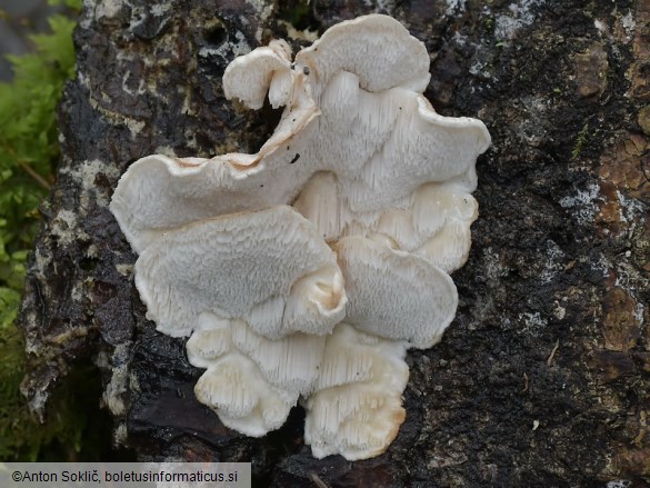 Osteina undosa