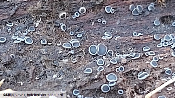 Mollisia cinerea