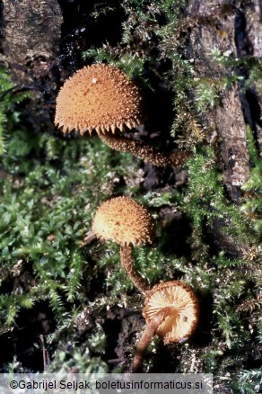 Flammulaster muricatus