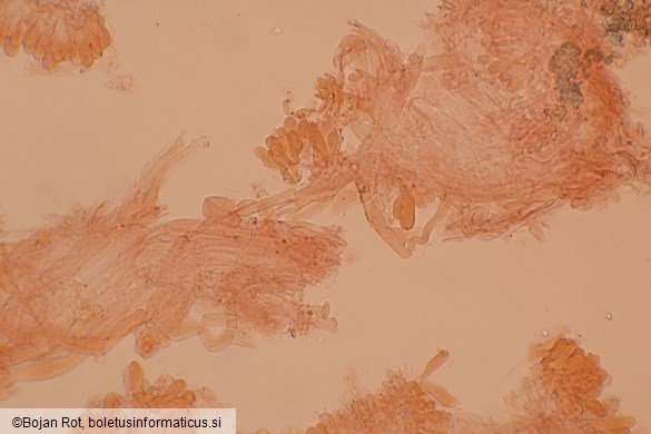 Calyptella capula