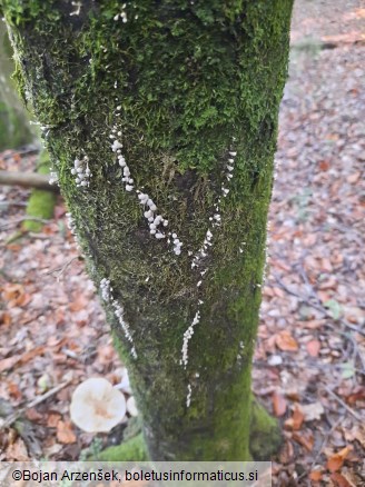 Phleogena faginea