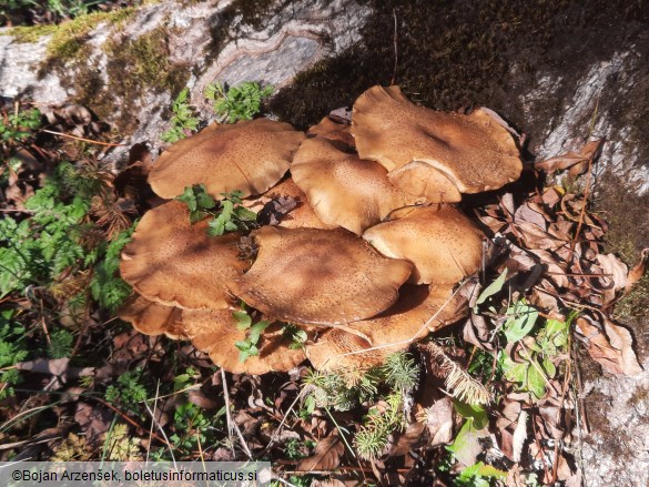 Pholiota squarrosa